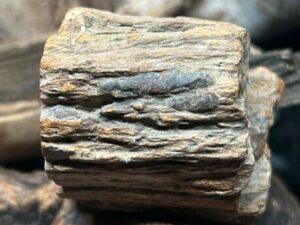 Bois Pétrifié (Fossilisé) – Pierre de Soin (4 × 4 cm – 72 g)