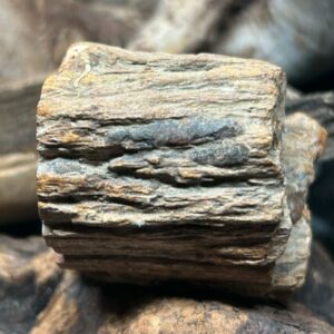Bois Pétrifié (Fossilisé) – Pierre de Soin (4 × 4 cm – 72 g)